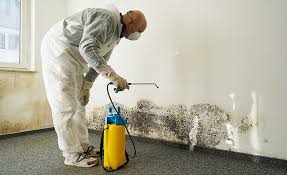 Environmental Consulting for Mold Prevention in Spring Valley Village, TX