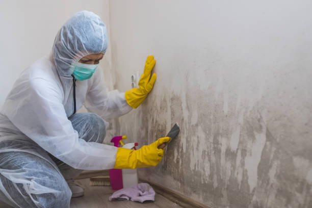 Mold Documentation for Insurance Claims in Spring Valley Village, TX